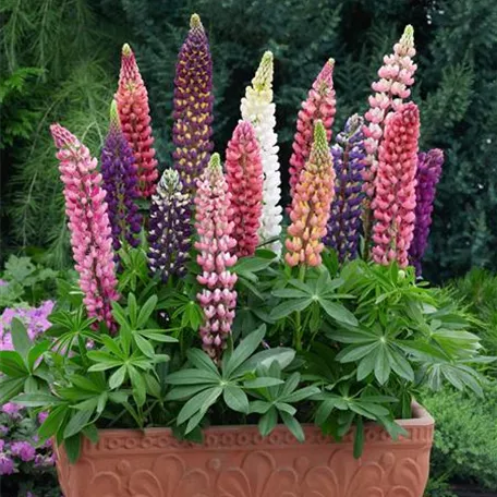 Lupinus polyphyllus 'Gartenzwerg'