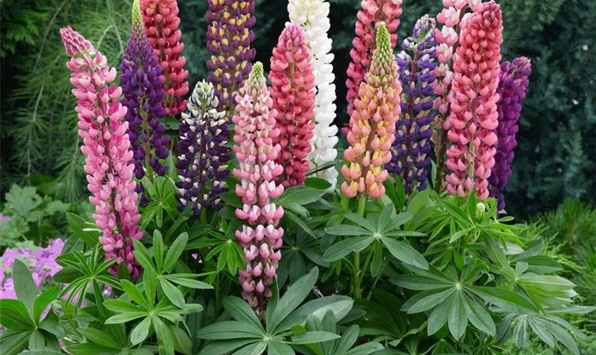 Niedrige Lupine