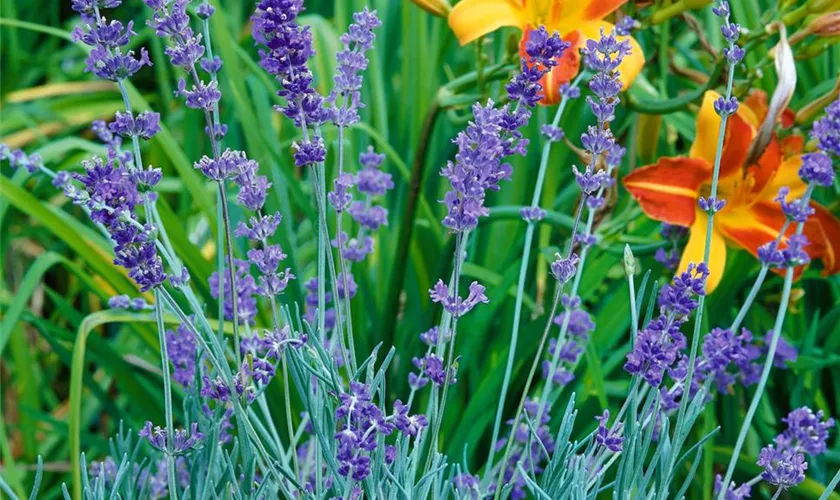 Lavandula angustifolia 'Richard Gray'