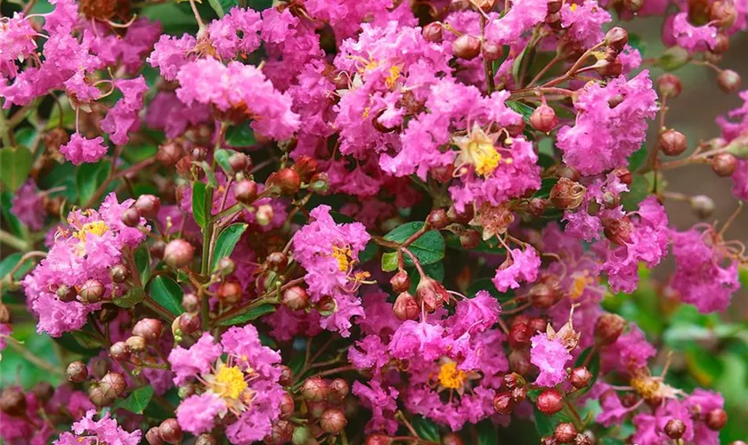 Lagerstroemia indica 'Royalty'