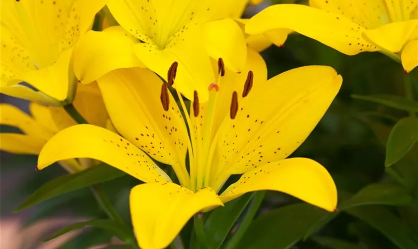 Lilium 'Golden Matrix'