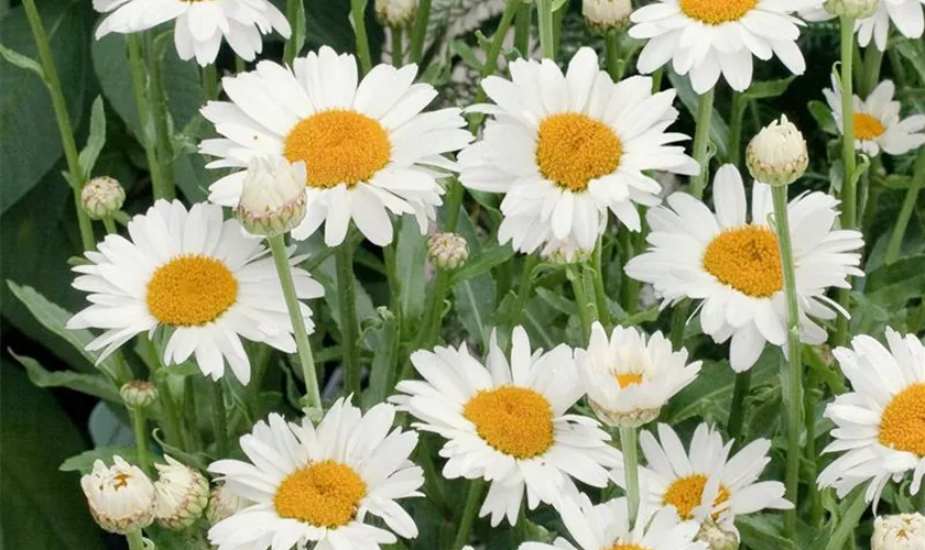 Leucanthemum x superbum 'Brightside'