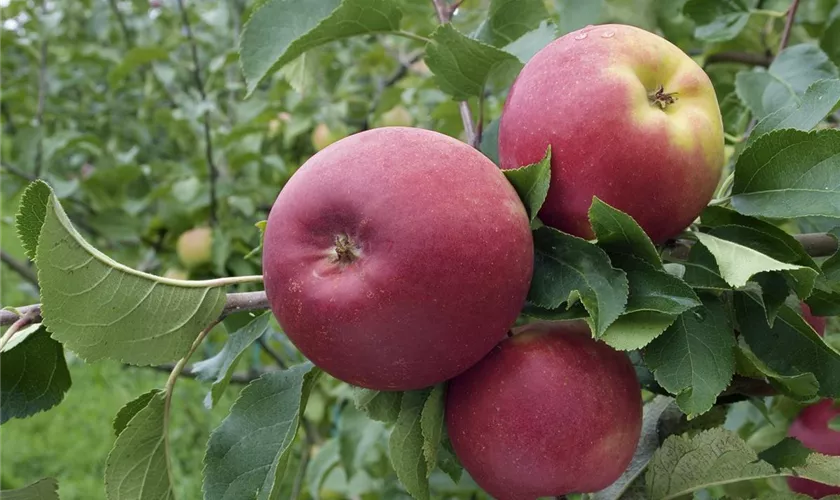 Säulenapfel 'Black McIntosh'