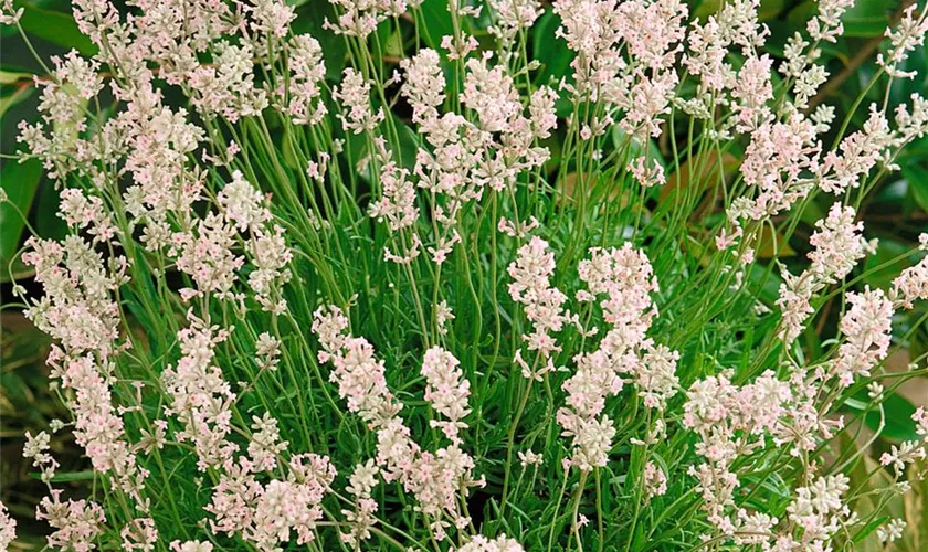 Lavandula angustifolia 'Rosea'