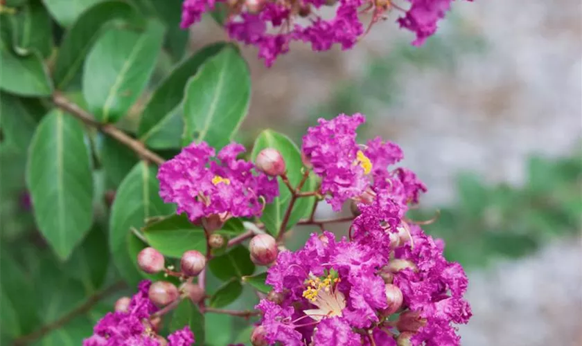 Lagerstroemia indica 'Centennial Spirit'