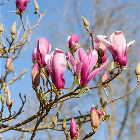 Magnolie 'Daybreak'