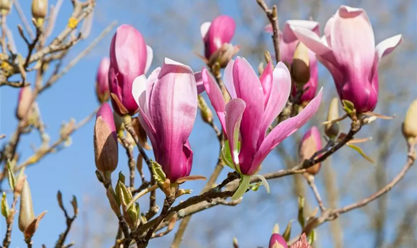 Magnolia 'Daybreak'