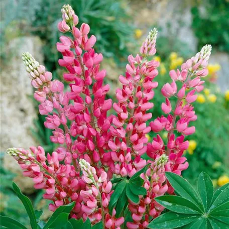 Garten-Lupine 'Chameleon'®