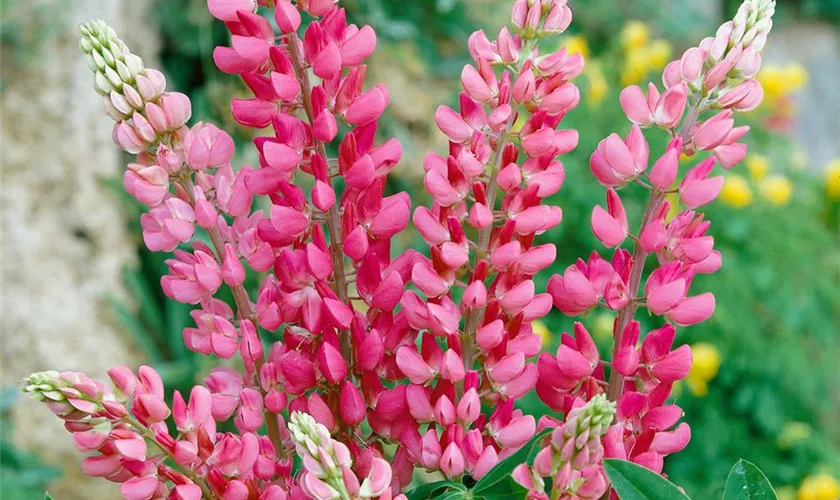 Lupinus polyphyllus 'Chameleon'®