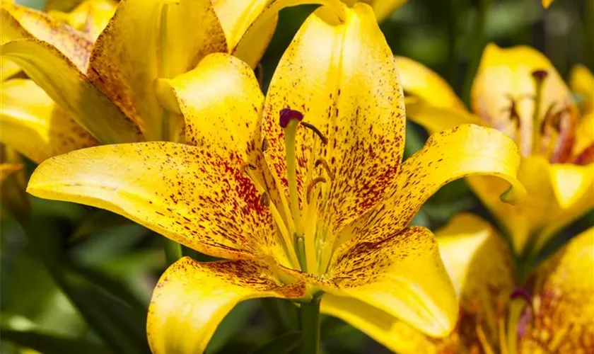 Lilium 'Golden Stone'