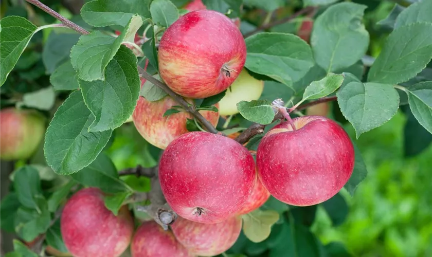 Malus domestica 'Reglindis'(s)