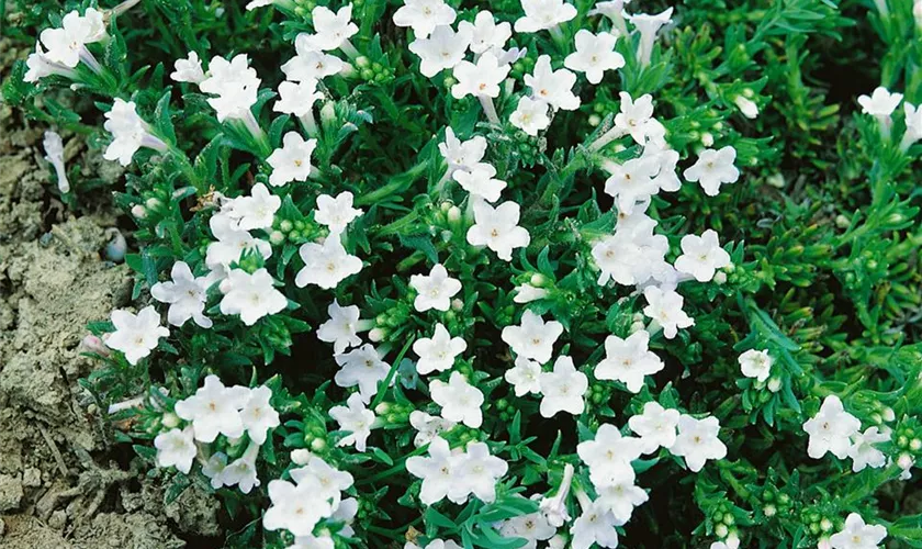 Lithodora diffusa 'Alba'