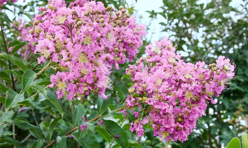 Lagerstroemia indica 'Choctaw'