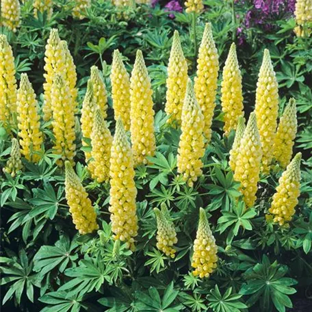 Garten-Lupine 'Desert Sun'®