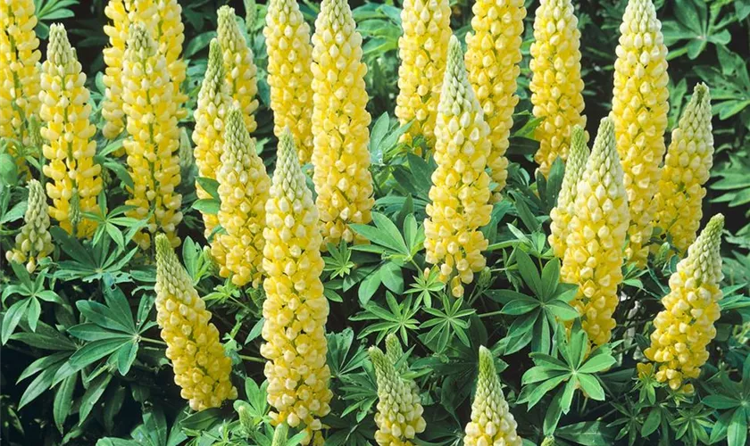 Lupinus polyphyllus 'Desert Sun'®