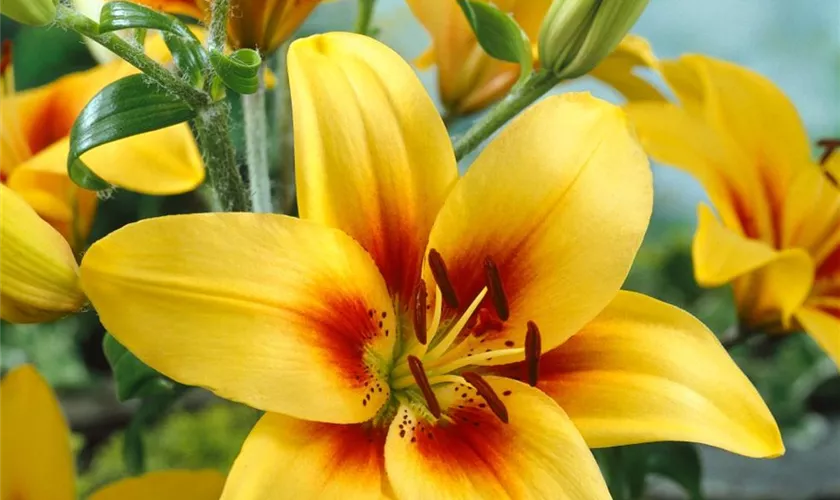 Lilium 'Grand Cru'