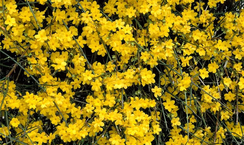 Jasminum nudiflorum