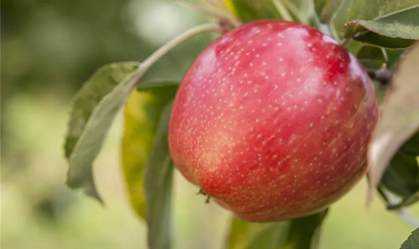 Malus domestica 'Relinda'®