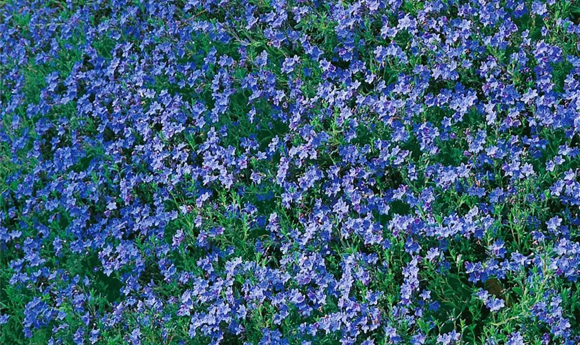 Lithodora diffusa 'Blue Bird'