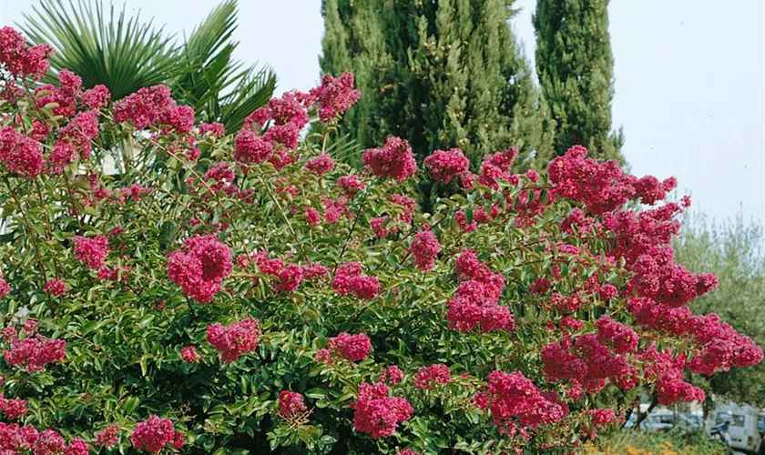 Lagerstroemia indica 'Double Feature'®