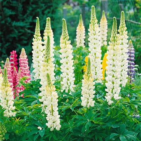 Garten-Lupine 'Fräulein'