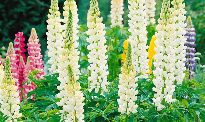 Lupinus polyphyllus 'Fräulein'