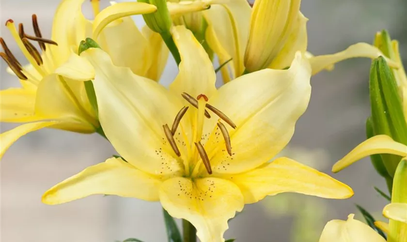 Lilium 'Honeymoon'