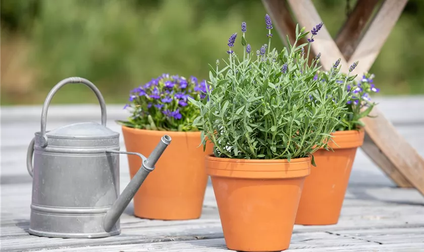 Lavandula angustifolia 'Spear Blue'