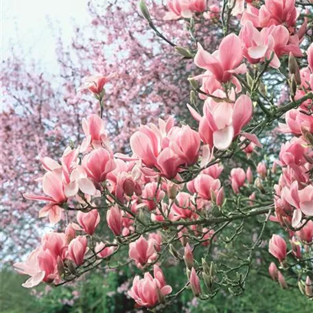 Magnolia denudata 'Fragrant Cloud'