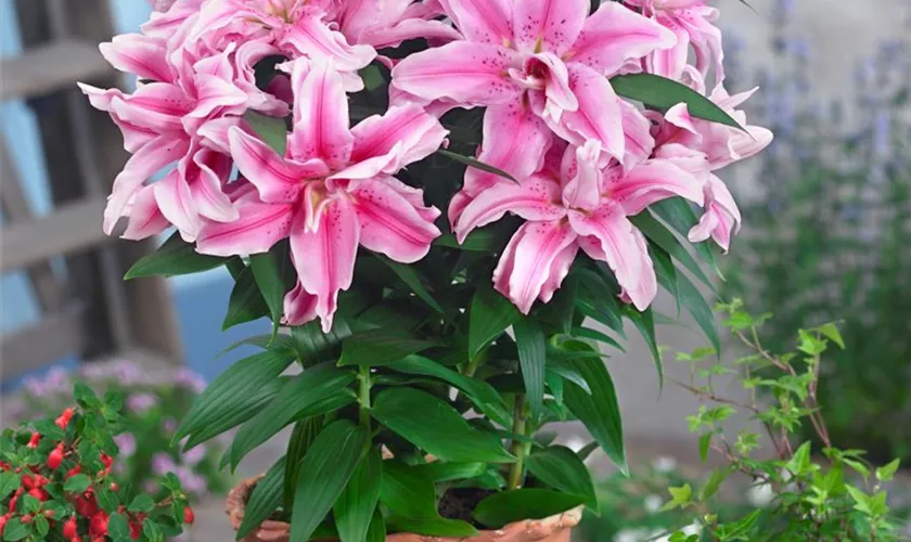 Lilium 'Jaybird'®