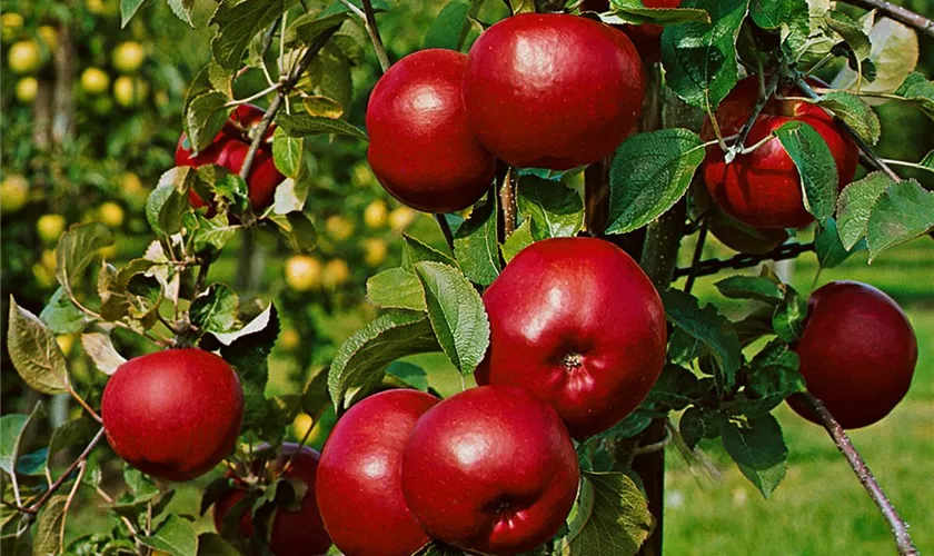 Malus domestica 'Bratapfelzeit'