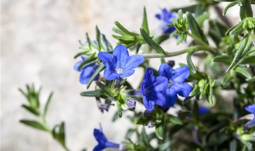 Lithodora diffusa 'Lapsi Lazuli'