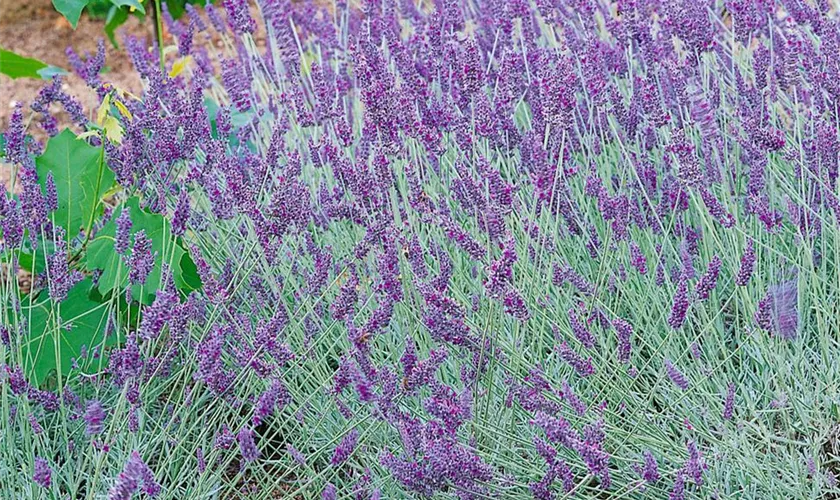 Lavandula angustifolia 'Thumbelina Leigh'