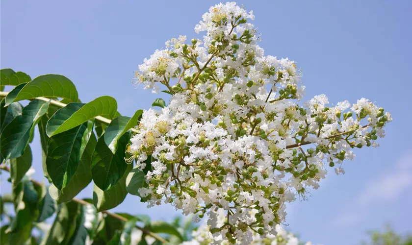 Lagerstroemia indica 'Natchez'