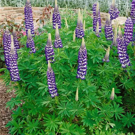 Garten-Lupine 'Kastellan'