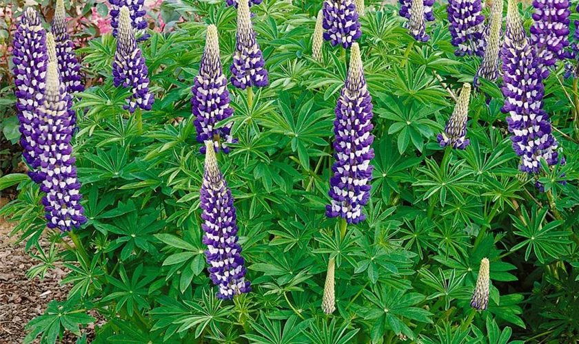 Lupinus polyphyllus 'Kastellan'