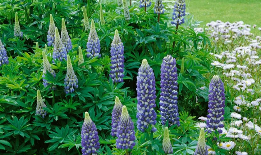 Lupinus polyphyllus 'The Governor'