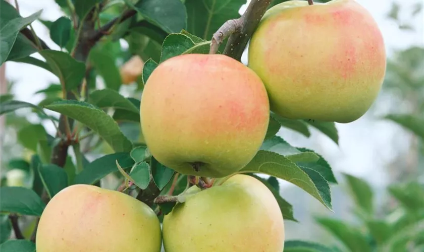 Winterapfel 'Brettacher Gewürzapfel'