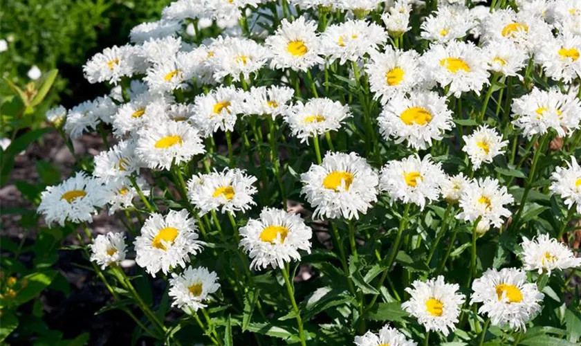 Großblumige Garten-Margerite 'Kings Crown'