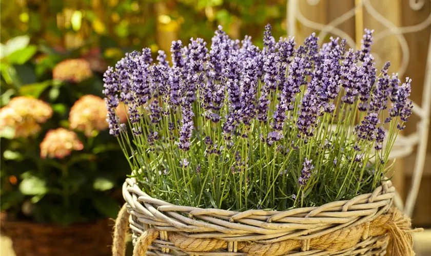 Lavandula angustifolia 'Valensole'®