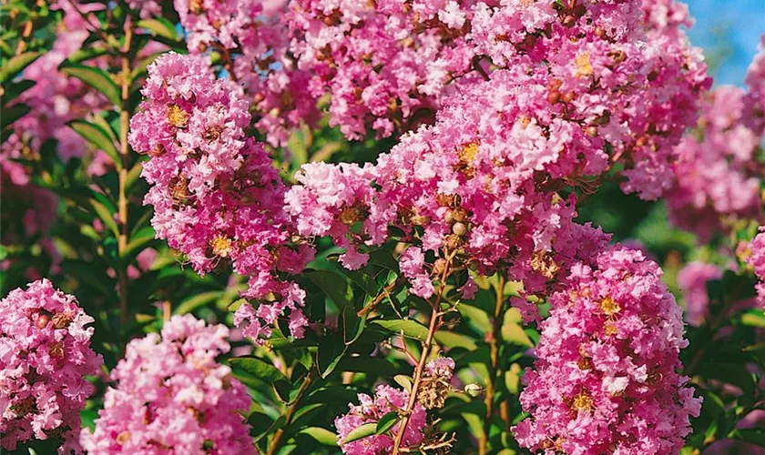 Kräuselmyrte 'Petite Pink'®