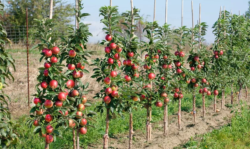 Säulenapfel 'Campanilo'®