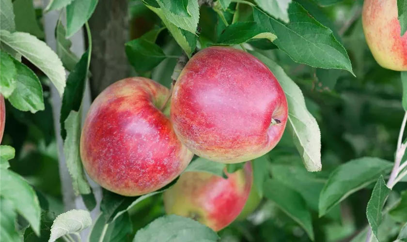 Malus domestica 'Retina'(s)