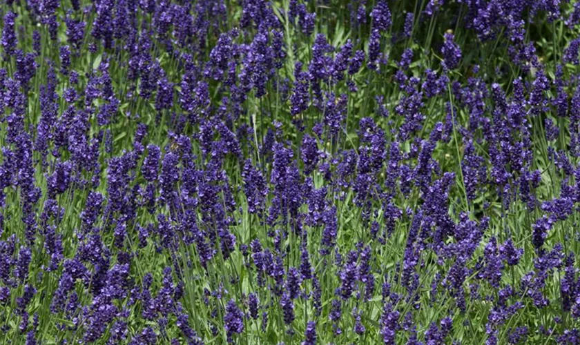 Lavandula angustifolia 'Vicenza Blue'