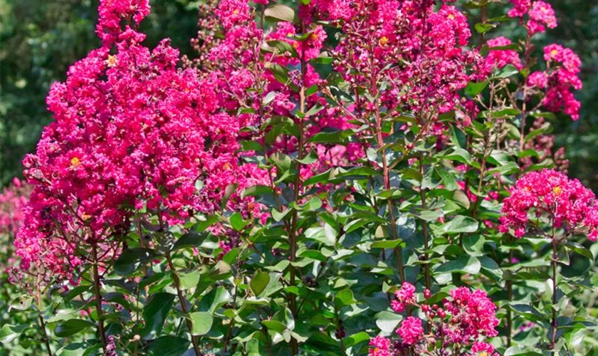 Lagerstroemia indica 'Pink Velour'