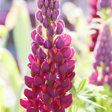 Garten-Lupine 'Master Piece'®