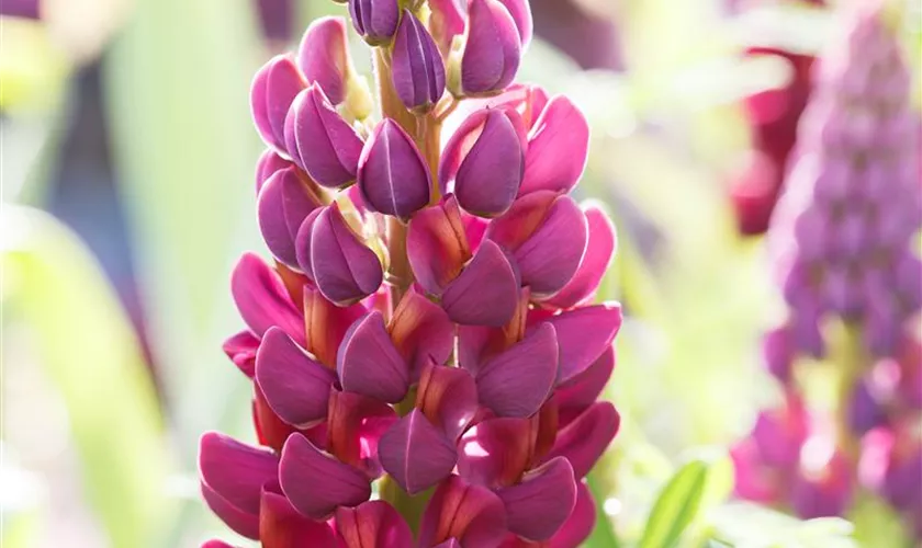 Lupinus polyphyllus 'Master Piece'®