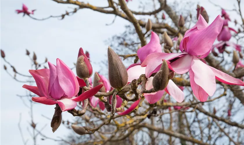 Magnolia 'Felix Jury'