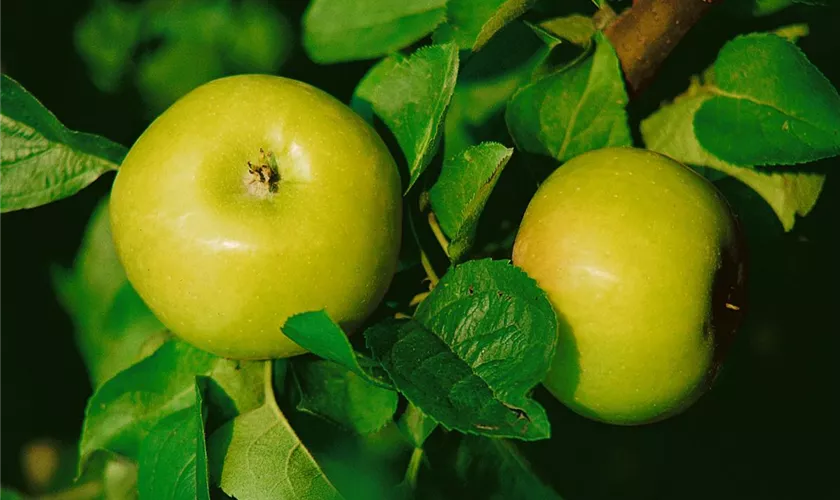 Malus domestica 'Kasseler Renette'