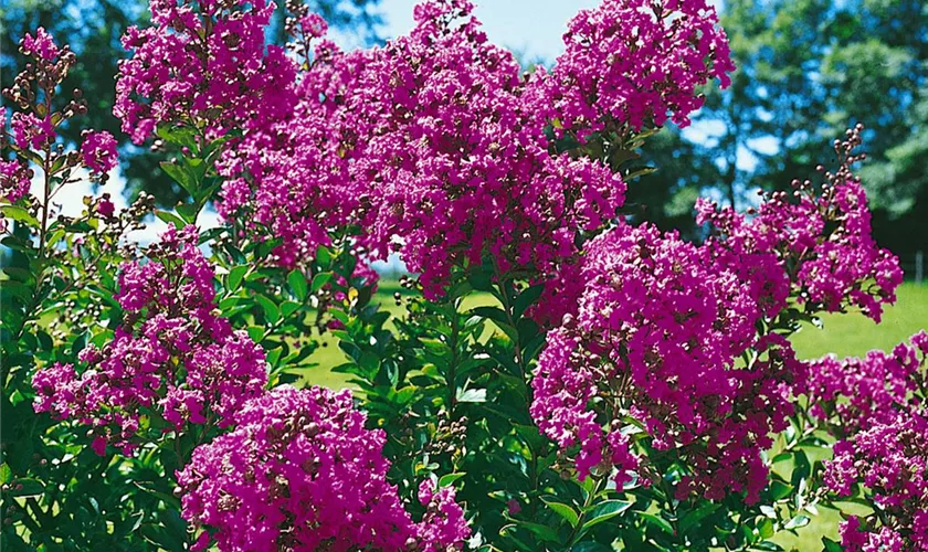 Lagerstroemia indica 'Powhatan'